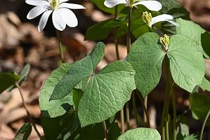 2025-04246542 Acton Arboretum, MA